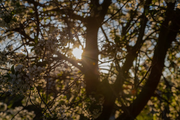 Sunrise in the apple fields during Spring with the trees full of blossom for new fruit and rays of sunlight shining through the brances