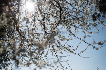 Blue sky on apple blossom background