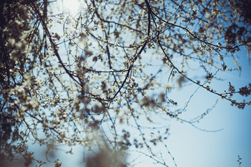 Blue sky on apple blossom background