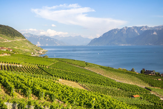 Vineyards in Lavaux region, Switzerland