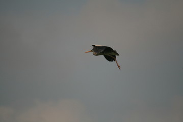 Grey heron (Ardea cinerea) flying in nest period