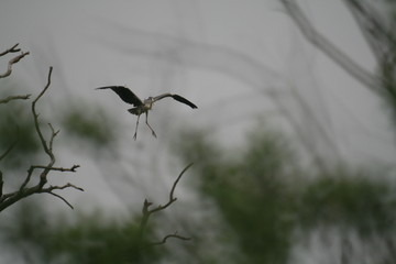 Grey heron (Ardea cinerea) flying in nest period