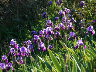 Forest meadow full of blue and purple Iris germanica with some faded flowers