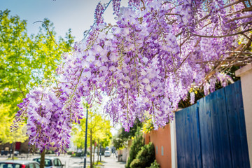 Glycine violette du printemps au soleil dans une ruelle