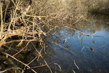 Wetland with trees in the water