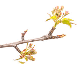 flowering pear close-up. isolated on white background