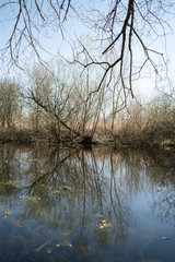 Fototapeta na wymiar Wetland with trees in the water