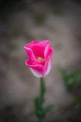 Single blooming soft selectively focused pink tulip 