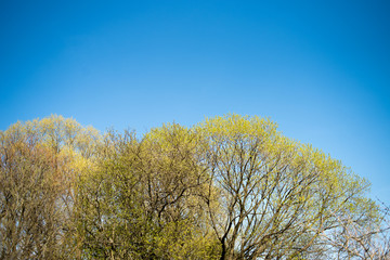 Obraz premium Flowering decorative trees in the city in spring