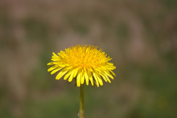 dandelion on green and brown blurred background