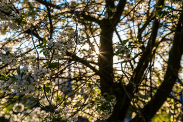 Sunrise in the apple fields during Spring with the trees full of blossom for new fruit and rays of sunlight shining through the brances