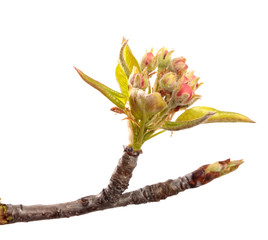 flowering pear close-up. isolated on white background