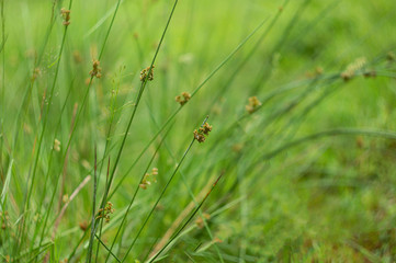Bright fresh green spikelets in the field, green grass in forest nature. Natural greenery floral background. Selective focus