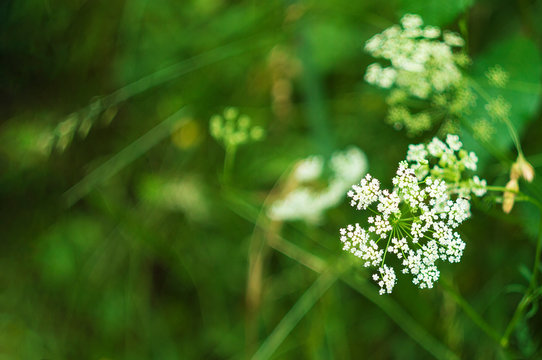 Bright psychedelic floral green background with blurred grass white flowers Achillea Common Yarrow with free space for text banner. Selective focus. Medicinal wild herb Yarrow. Healing plants concept.