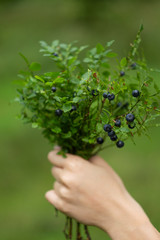 Fototapeta na wymiar Female hand holds a bouquet of freshly picked wild blueberries on a background of green forest. Close-up selective focus. Vitamin C and antioxidants- healthy diet food.