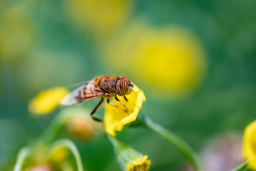 Closeup of a HoverFly collecting pollen from flowers