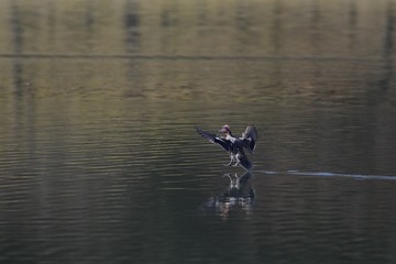 水面を滑るコガモ