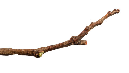 dry branch of an alder tree. isolated on white background