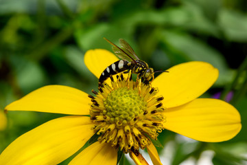 four banded stink bug hunter wasp, bicyrtes quadrifasciatus, on a cup plant