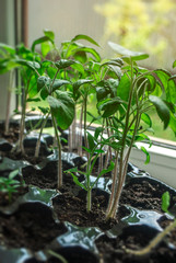 Young tomato seedlings growing in a plastic container on a window in the ground on a sunny day. Season of growing seedlings and planting plants in ground. Gardening and botany concept. Spring season