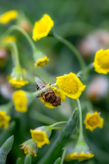 Closeup of a HoverFly collecting pollen from flowers