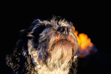 Cockapoo dog looking up and fire behind
