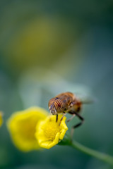Closeup of a HoverFly collecting pollen from flowers