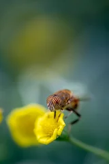 Fotobehang Closeup of a HoverFly collecting pollen from flowers © Alfonso Ramirez