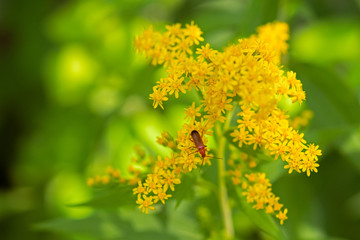 The common red soldier beetle (Rhagonycha fulva), feeding on goldenrod