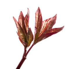 Fototapeta premium Part Of A Young Peony Flower Sprout. isolated on white background