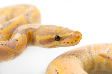 The royal python isolated on white background