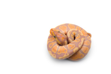 The royal python isolated on white background
