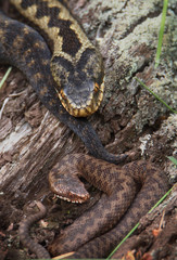 Female Adder,  Vipera berus, with young juvenile adder coiled on a log resting. UK