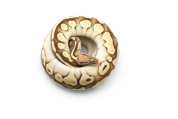 The royal python isolated on white background