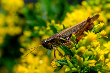 red-legged grasshopper, melanoplus femurrubrum, on goldenrod