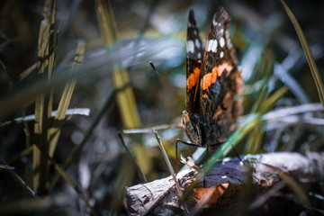 Papillon sur feuille - Tarn - Occitanie
