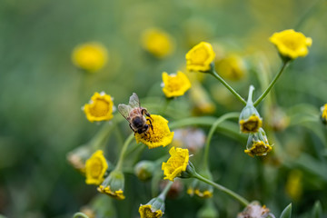 Closeup of a Bee collecting pollen from flowers