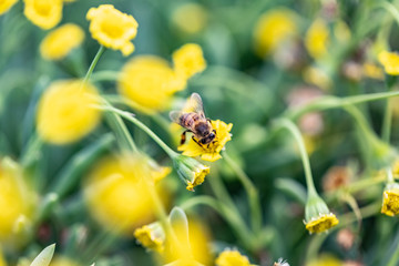 Closeup of a Bee collecting pollen from flowers