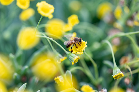 Closeup of a Bee collecting pollen from flowers