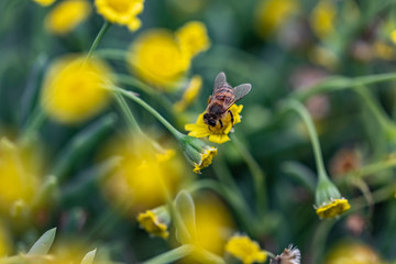 Closeup of a Bee collecting pollen from flowers