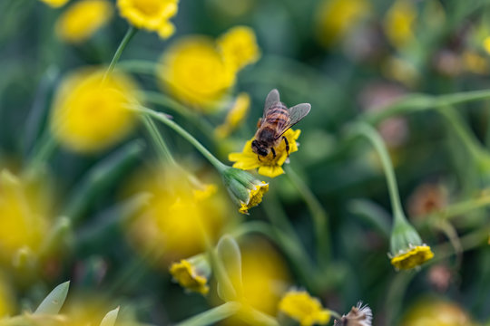 Closeup of a Bee collecting pollen from flowers