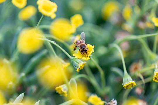 Closeup of a Bee collecting pollen from flowers