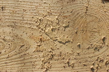 Texture of fresh saw tree, close-up. Vertically cut trunk of a tree. Wooden background. Wooden board