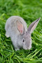 Beautiful soft grey rabbit