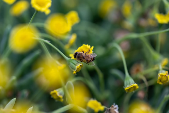 Closeup of a Bee collecting pollen from flowers