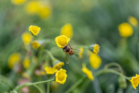 Closeup of a Bee collecting pollen from flowers