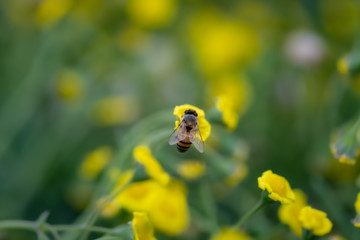 Closeup of a Bee collecting pollen from flowers