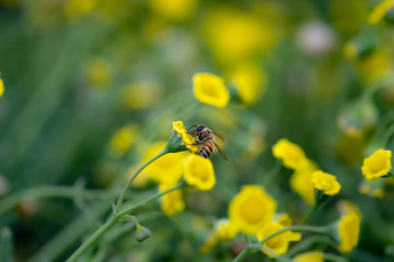 Closeup of a Bee collecting pollen from flowers