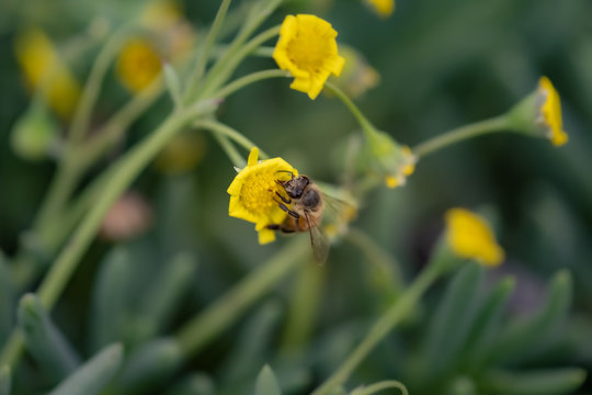 Closeup of a Bee collecting pollen from flowers