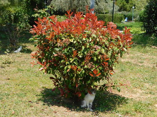 A blossoming photinia fraseri red robin shrub, with red and green leaves, and white flowers